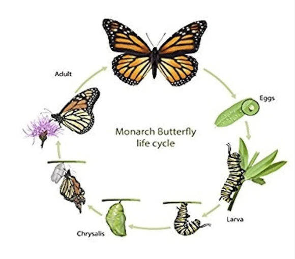 The Diagram Shows The Life Cycle Of A Mornach Butterfly Toefl Ielts Gmat Gre Sat Act Pte Esl 